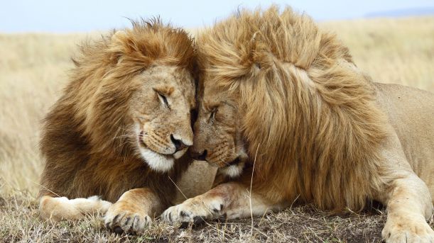 Two Lions Cuddling