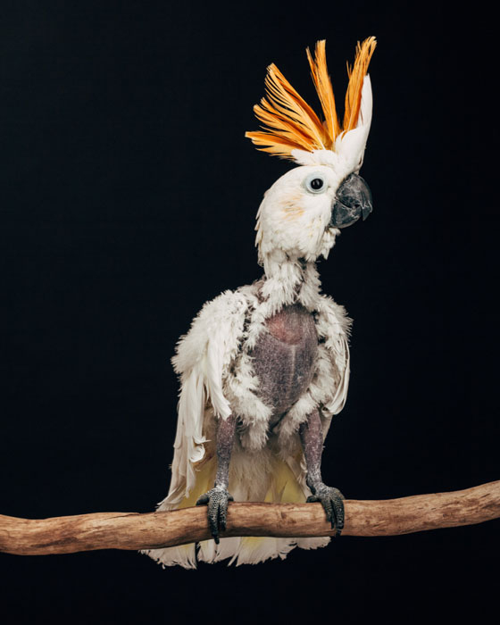 Scruffy Joe (samec; česky Ošuntělý Pepík): kakadu žlutolící sumbský (Cacatua sulphurea citrinocristata)