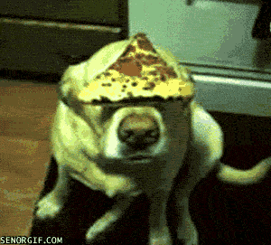 GIF-Dog-shows-his-skills-eating-pizza