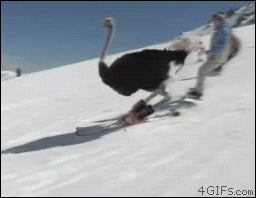 skiing