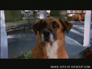 talking-dog-o