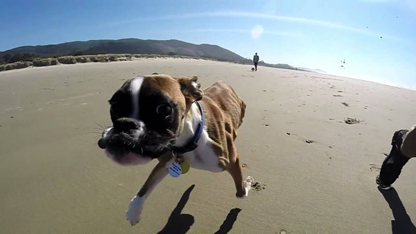 two-legged-dog