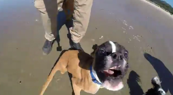 two-legged-dog2