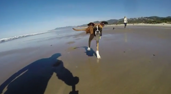 two-legged-dog_1