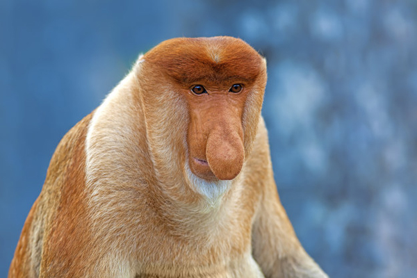 weird-animals3