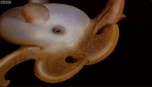 weird-animals5