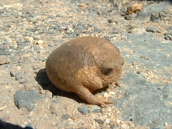 weird-animals8