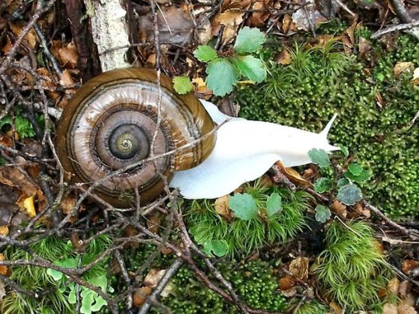 albino_animals_02