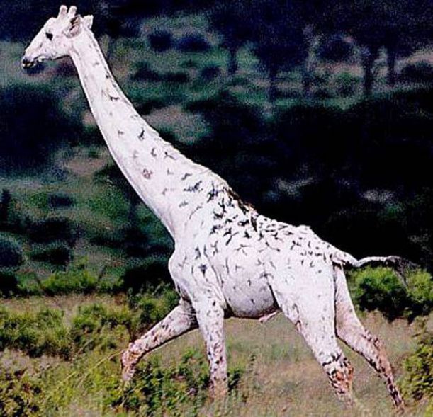 albino_animals_04