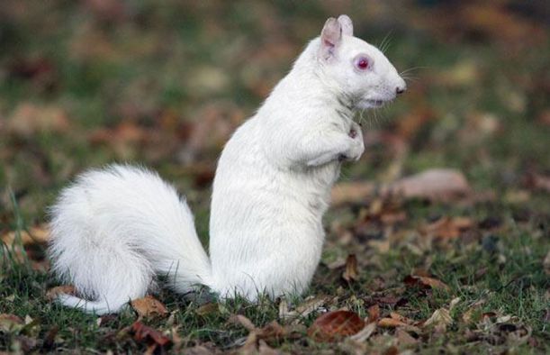 albino_animals_05