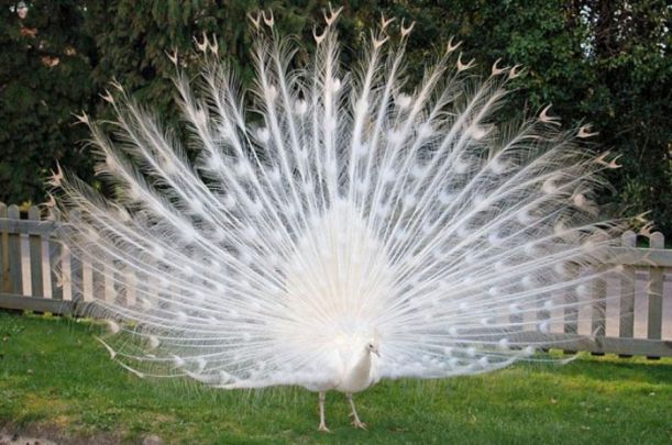 albino_animals_10