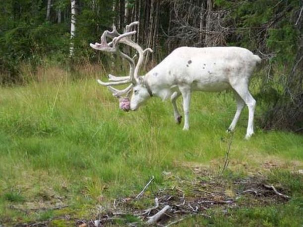 albino_animals_11