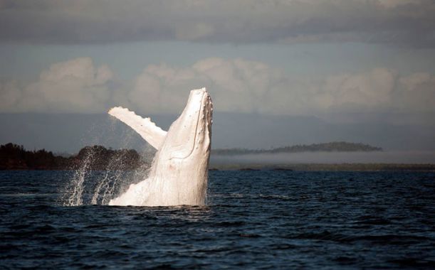 albino_animals_13