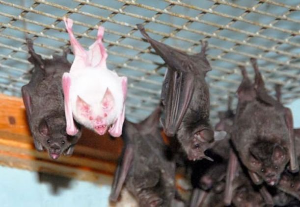albino_animals_14