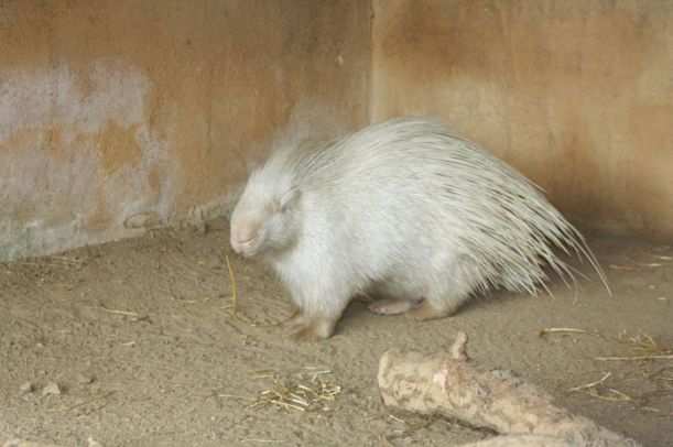 albino_animals_15