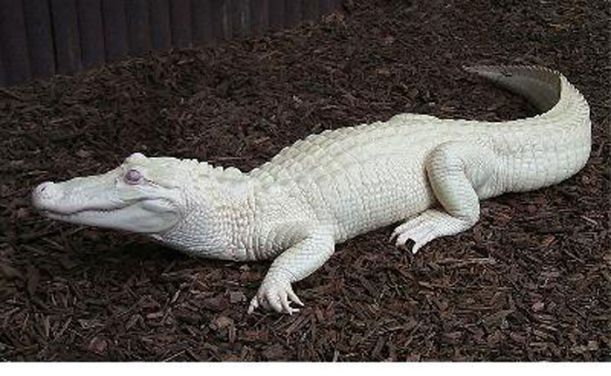 albino_animals_18
