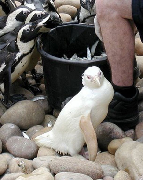 albino_animals_19