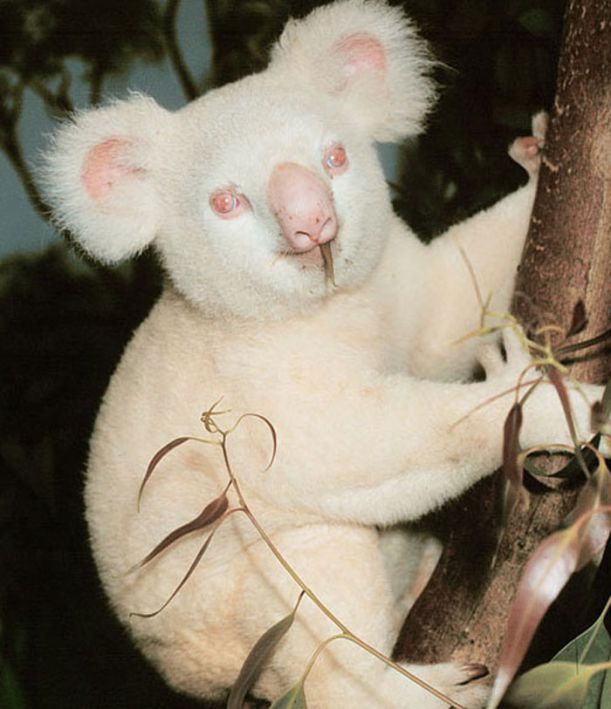 albino_animals_20