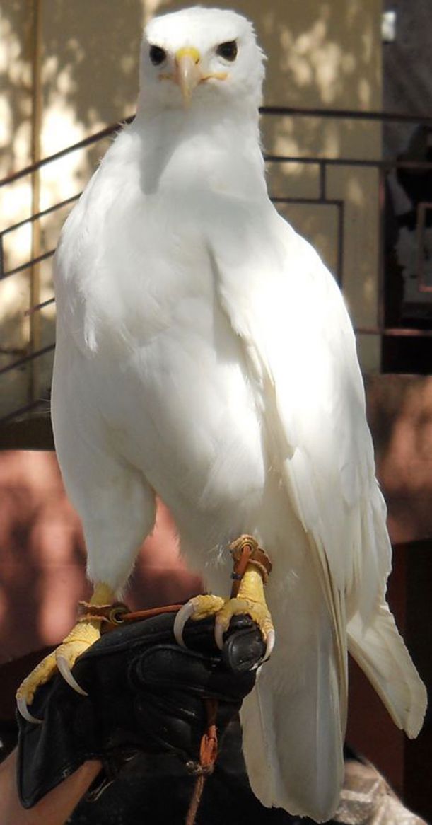 albino_animals_21