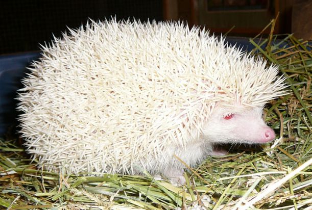 albino_animals_22