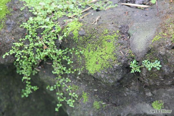 670px-Make-Moss-Graffiti-Step-1