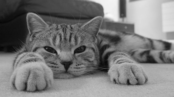 animal-wallpapers-lazy-cat-pictures-wallpaper-32581