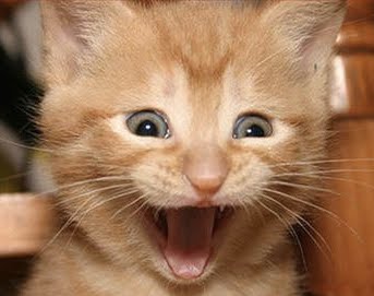 excited-cat