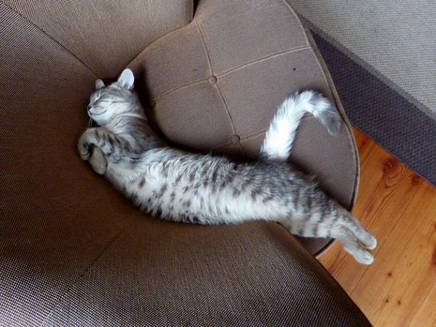 Lazy-Cat-4