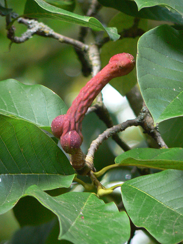 MAGNOLIE
