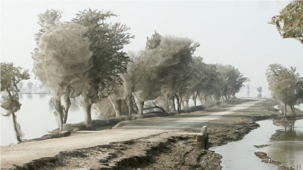 cocooned trees