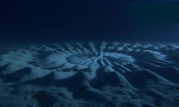 crop circles pufferfish