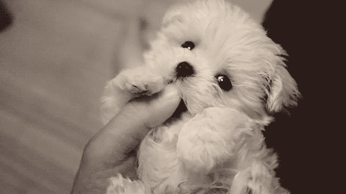 Dog-GIFs-of-All-Time-27