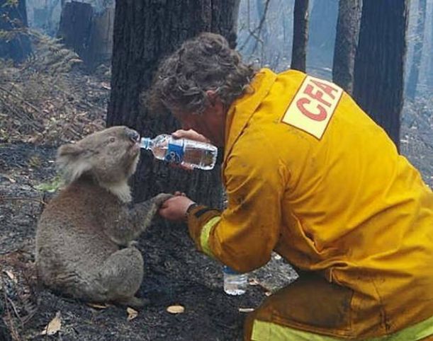 koala