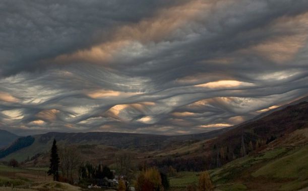 undulatus