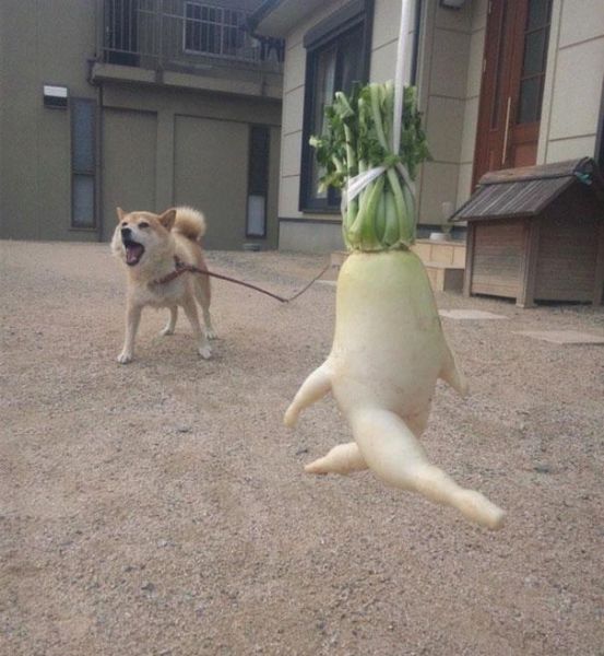 vegetables_that_are_desperately_trying_to_be_something_else_640_19