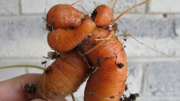 vegetables_that_are_desperately_trying_to_be_something_else_640_27