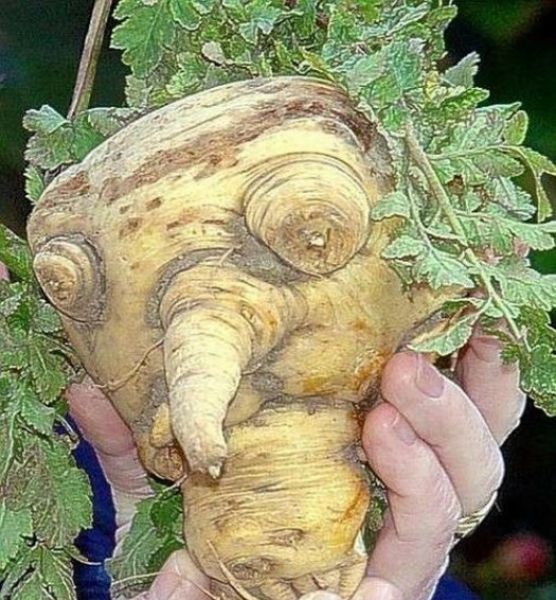 vegetables_that_are_desperately_trying_to_be_something_else_640_32