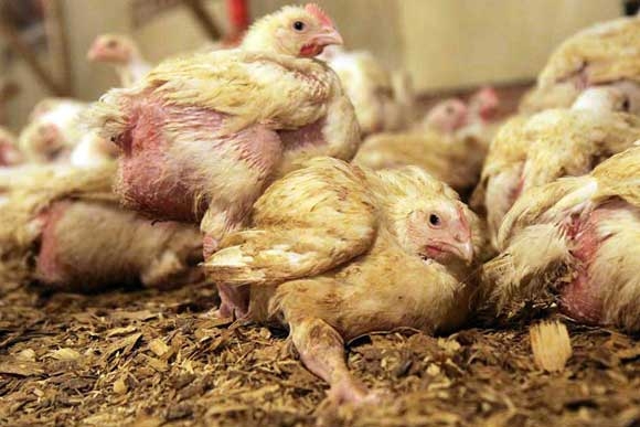 broiler-chickens-slide10