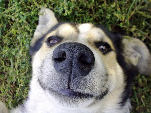 dog-nose1