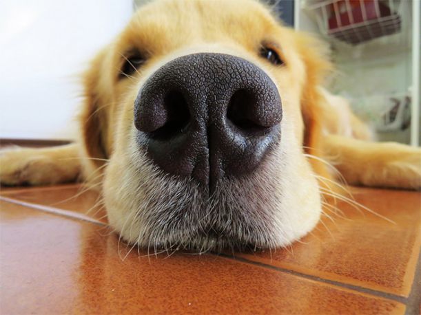 dog-nose5