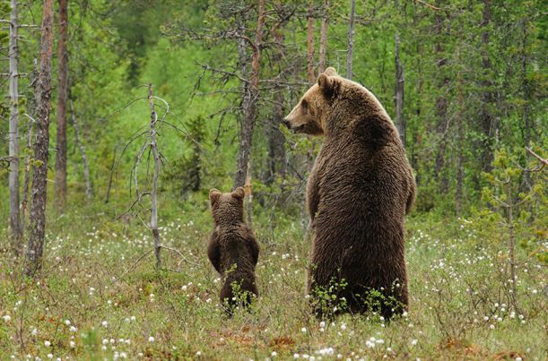 6463510-R3L8T8D-880-animal-parents-32
