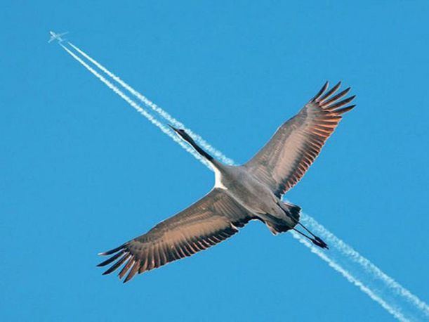 Abstract-Bird-Vs-Aeroplane-600x800