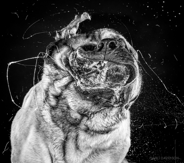 Carli Davidson Pet Photography