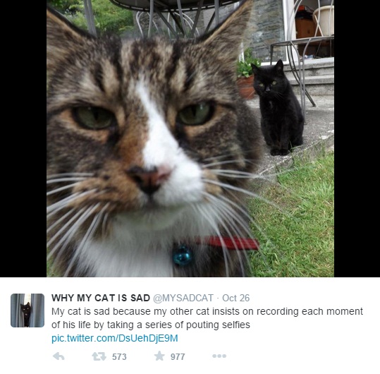 cat11