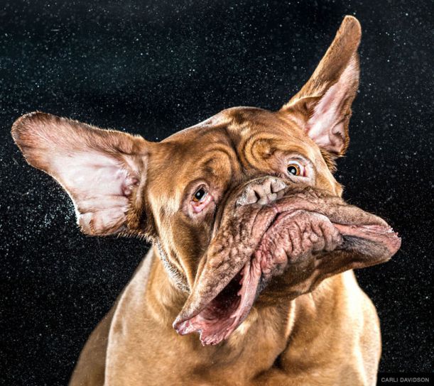 dog-shake-photography-carli-davidson-designboom-011