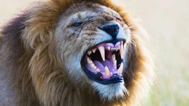 Male-Lion-Roaring-005 (1)
