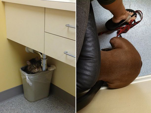 U veterináře 3, 4