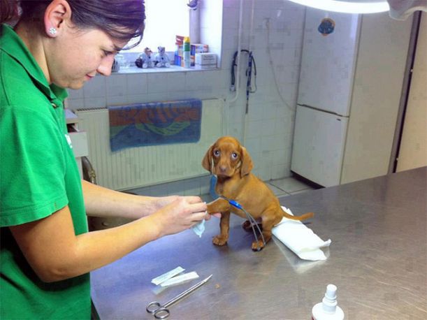 U veterináře 5