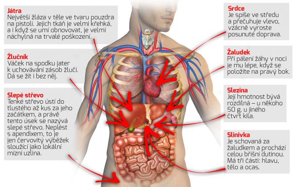 Asymetrie lidske vnitrni anatomie