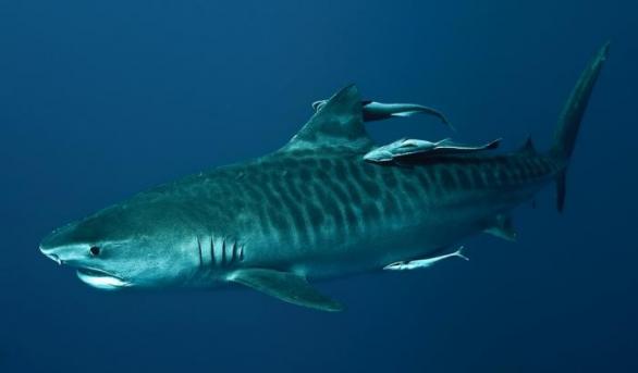 Žijí běžně po celém světě ve slaných vodách tropického a subtropického pásma. Mohou dorůst do délky 7,5 metrů a váhy 900 kilogramů.